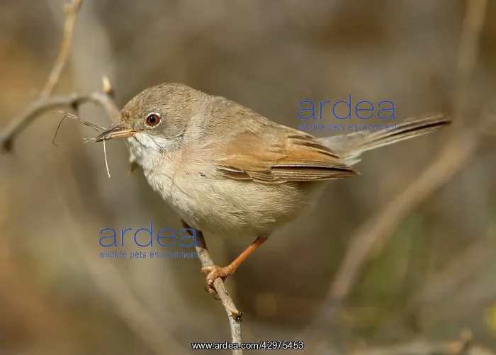 : Spectacled Warbler - female with nesting material : Spectacled Warbler - female with nesting material