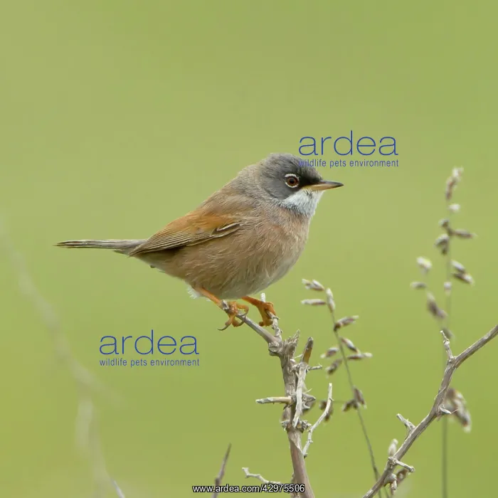 : Spectacled Warbler - male - March : Spectacled Warbler - male - March