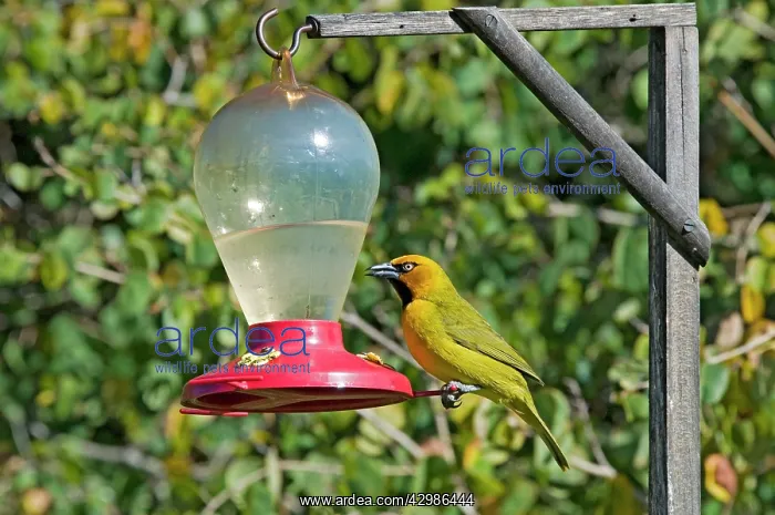 : Spectacled Weaver - visiting sugar feeder intended : Spectacled Weaver - visiting sugar feeder intended