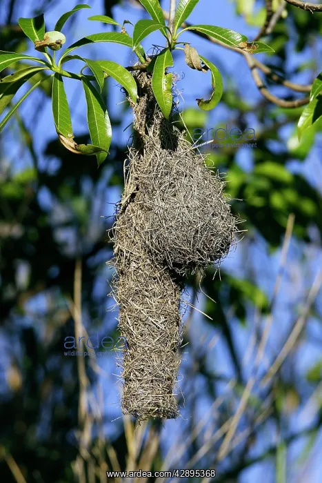 : Spectacled Weavers nest : Spectacled Weavers nest