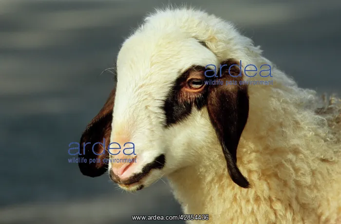  : Spectacles Sheep - lamb, close-up of the head
