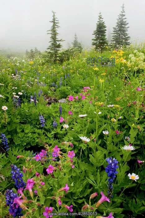 : Spectacular alpine flowers including Purple Monkeyflower : Spectacular alpine flowers including Purple Monkeyflower