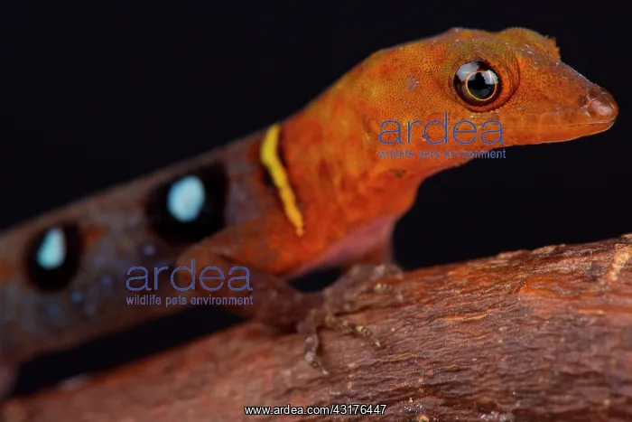 : The spectacular, colorful, occelated gecko (Gonatodes : The spectacular, colorful, occelated gecko (Gonatodes