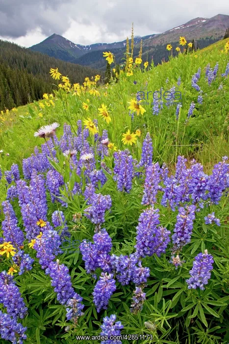 : Spectacular display of summer mountain flowers : Spectacular display of summer mountain flowers