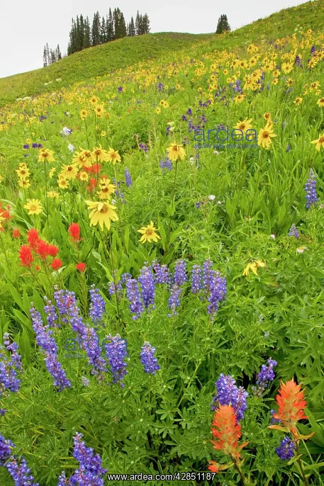 : Spectacular display of summer mountain flowers : Spectacular display of summer mountain flowers