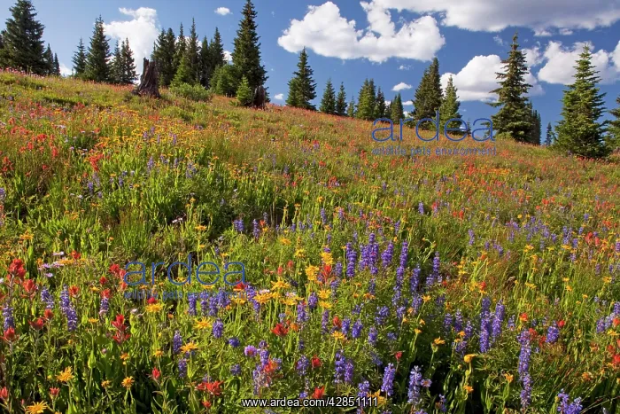 : Spectacular early summer flowers, including arnica : Spectacular early summer flowers, including arnica