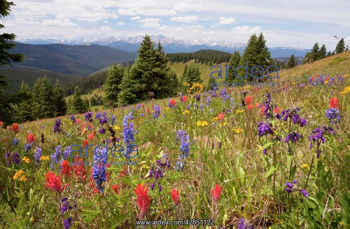: Spectacular early summer flowers, including arnica : Spectacular early summer flowers, including arnica