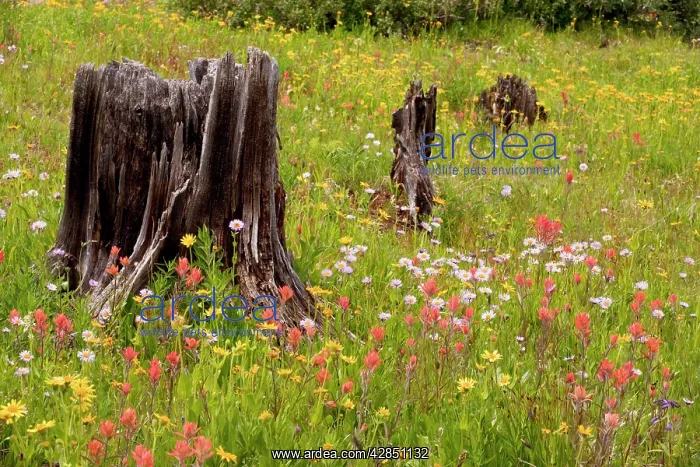 : Spectacular early summer flowers, including arnica : Spectacular early summer flowers, including arnica