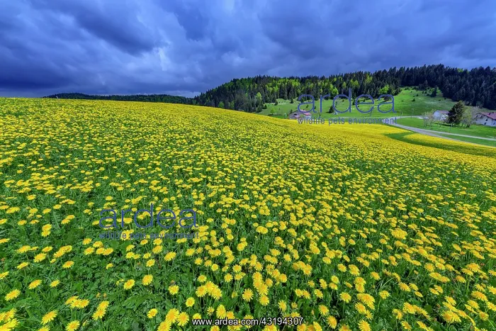 : Spectacular flowering of dandelions to the Embossieux : Spectacular flowering of dandelions to the Embossieux