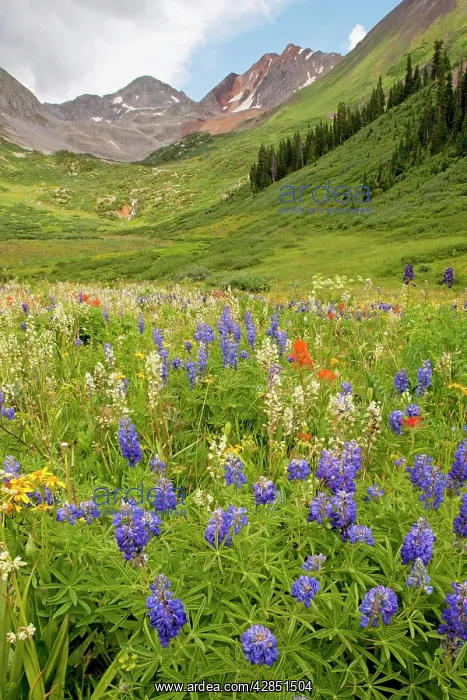 : Spectacular mass of alpine flowers : Spectacular mass of alpine flowers