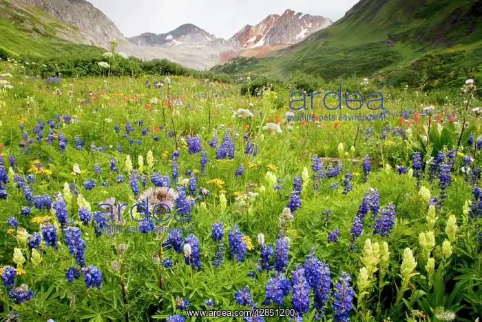 : Spectacular mass of alpine flowers including lupines : Spectacular mass of alpine flowers including lupines