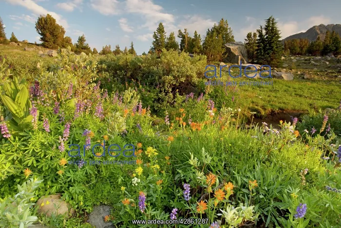 : Spectacular mass of alpine flowers (paintbrush : Spectacular mass of alpine flowers (paintbrush