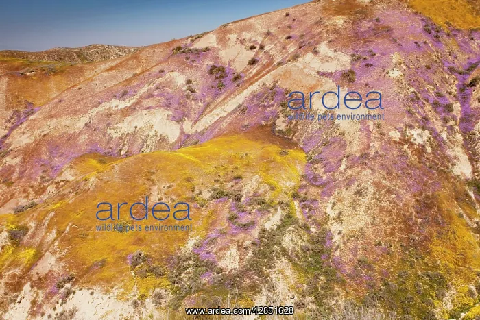 : Spectacular masses of spring wildflowers, mainly : Spectacular masses of spring wildflowers, mainly