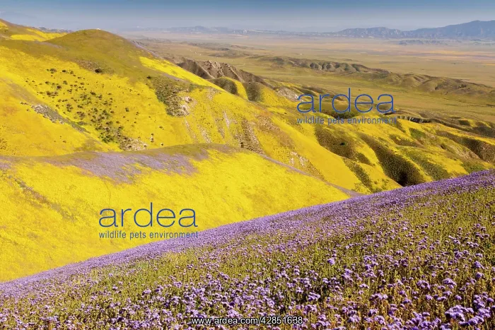 : Spectacular masses of spring wildflowers, mainly : Spectacular masses of spring wildflowers, mainly