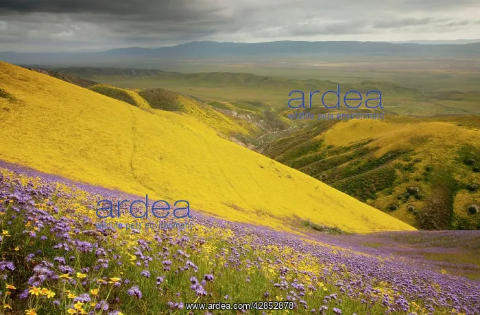 : Spectacular masses of spring wildflowers, mainly : Spectacular masses of spring wildflowers, mainly