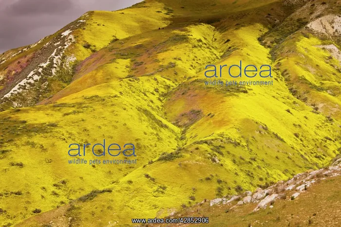 : Spectacular masses of spring wildflowers, mainly : Spectacular masses of spring wildflowers, mainly