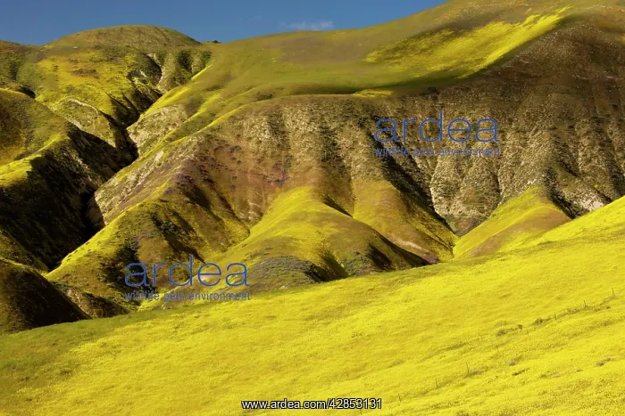 : Spectacular masses of spring wildflowers, mainly : Spectacular masses of spring wildflowers, mainly
