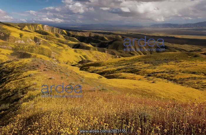 : Spectacular masses of spring wildflowers, mainly : Spectacular masses of spring wildflowers, mainly