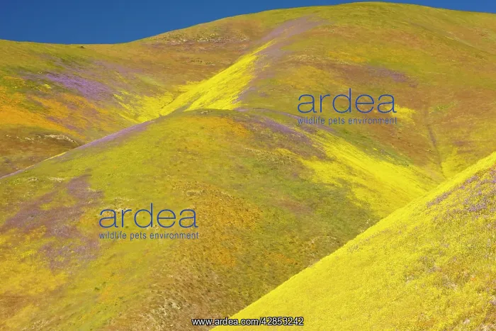 : Spectacular masses of spring wildflowers, mainly : Spectacular masses of spring wildflowers, mainly