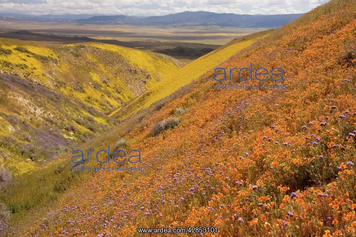 : Spectacular masses of wildflowers, especially San : Spectacular masses of wildflowers, especially San