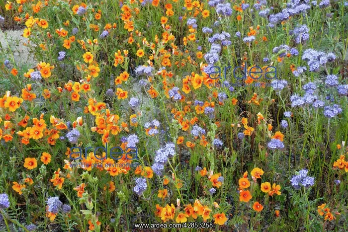 : Spectacular masses of wildflowers, especially San : Spectacular masses of wildflowers, especially San