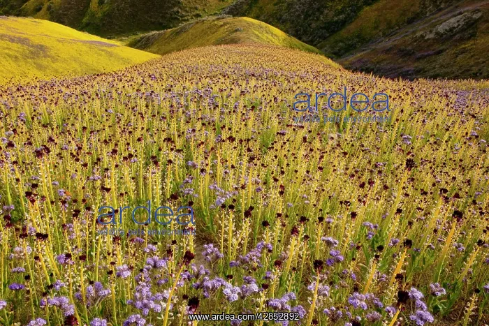 : Spectacular masses of wildflowers, mainly Desert : Spectacular masses of wildflowers, mainly Desert