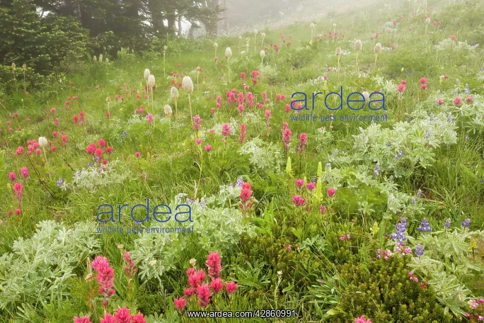 : Spectacular mountain meadow in the mist, with Magenta : Spectacular mountain meadow in the mist, with Magenta
