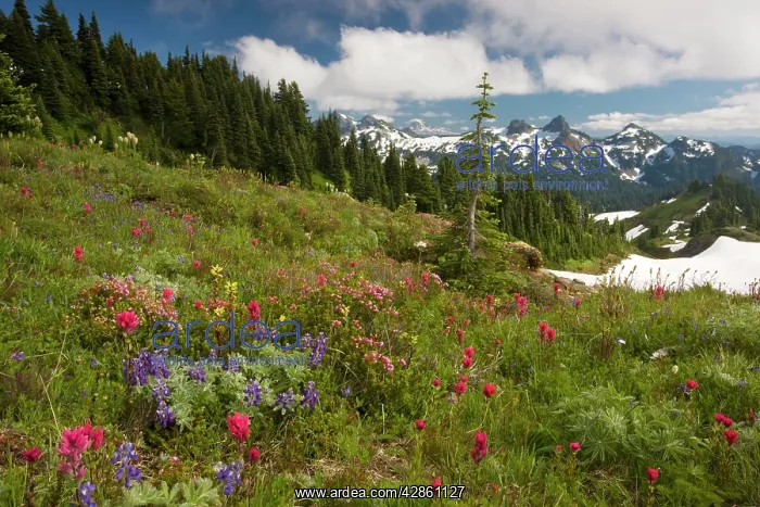 : Spectacular mountain meadows with lupines, Magenta : Spectacular mountain meadows with lupines, Magenta