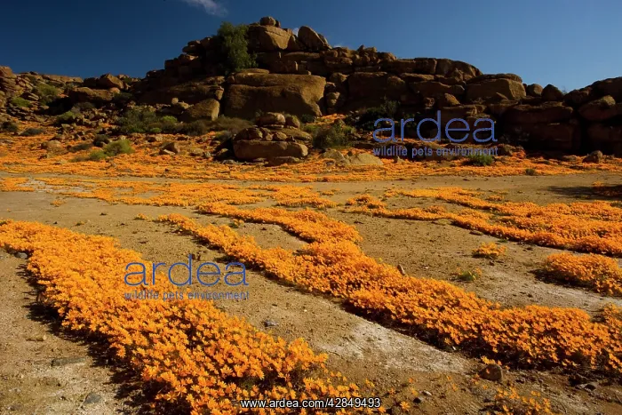 : A spectacular orange daisy en masse around Nababeep : A spectacular orange daisy en masse around Nababeep