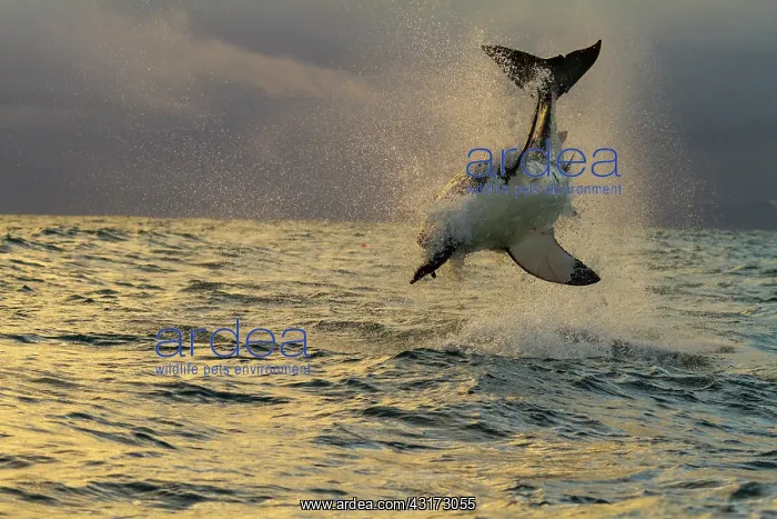 : Spectacular shark's jump.(Carcharodon carcharias) : Spectacular shark's jump.(Carcharodon carcharias)