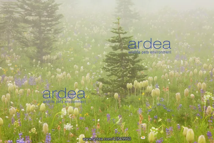 : Spectacular summer alpine flowers including the : Spectacular summer alpine flowers including the