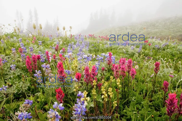 : Spectacular summer alpine flowers including Magenta : Spectacular summer alpine flowers including Magenta
