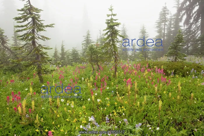 : Spectacular summer alpine flowers including Magenta : Spectacular summer alpine flowers including Magenta