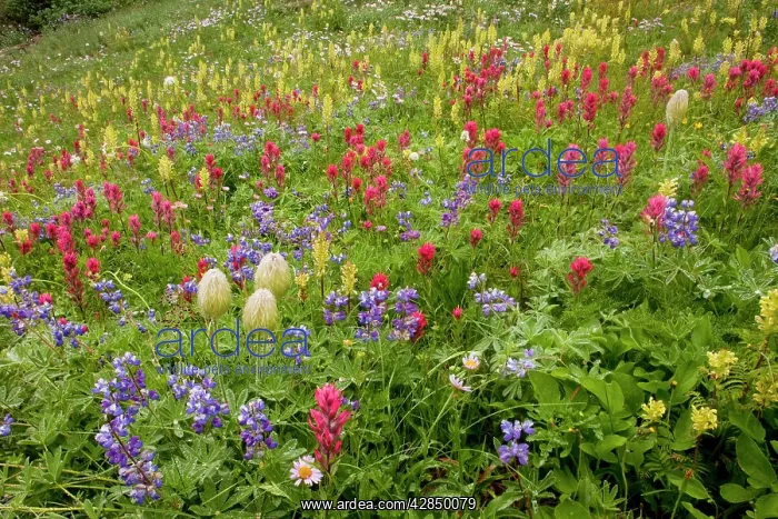 : Spectacular summer alpine flowers including Paintbrush : Spectacular summer alpine flowers including Paintbrush