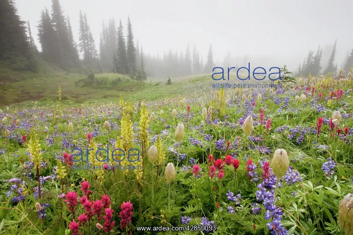 : Spectacular summer alpine flowers including Paintbrush : Spectacular summer alpine flowers including Paintbrush