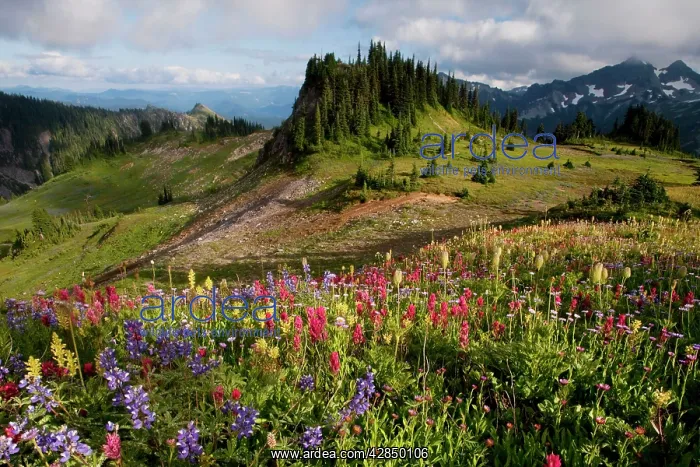 : Spectacular summer alpine flowers including Paintbrush : Spectacular summer alpine flowers including Paintbrush