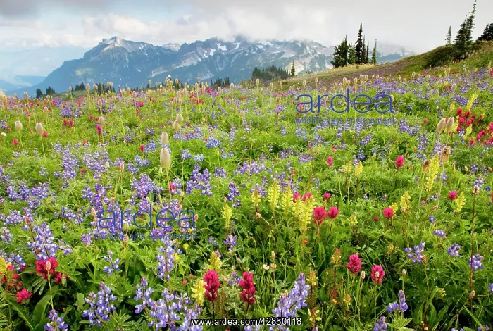 : Spectacular summer alpine flowers including Paintbrush : Spectacular summer alpine flowers including Paintbrush