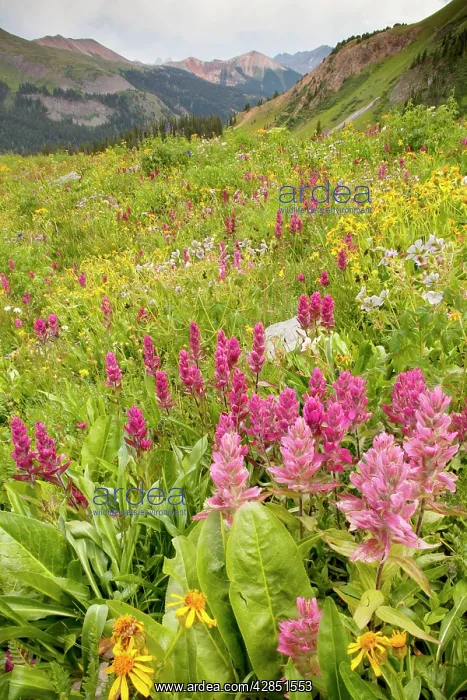 : Spectacular summer alpine flowers including Rosy Paintbrush : Spectacular summer alpine flowers including Rosy Paintbrush