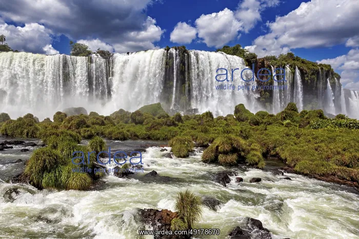 : A spectacular waterfall plunges down in the middle of a green and lush landscape : A spectacular waterfall plunges down in the middle of a green and lush landscape