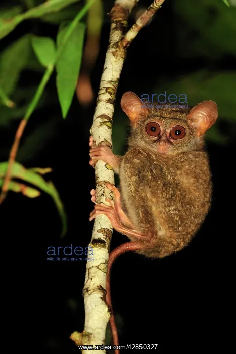 : Spectral Tarsier : Spectral Tarsier