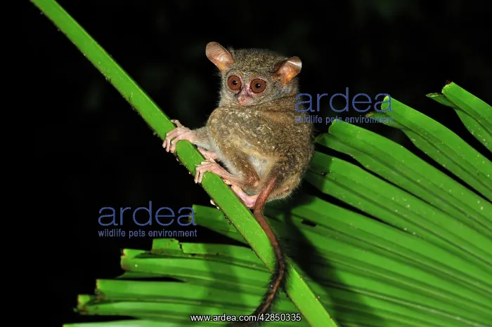 : Spectral Tarsier : Spectral Tarsier