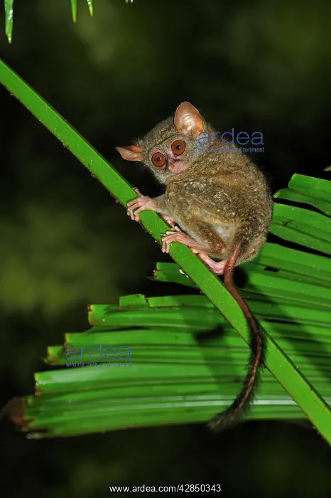 : Spectral Tarsier : Spectral Tarsier