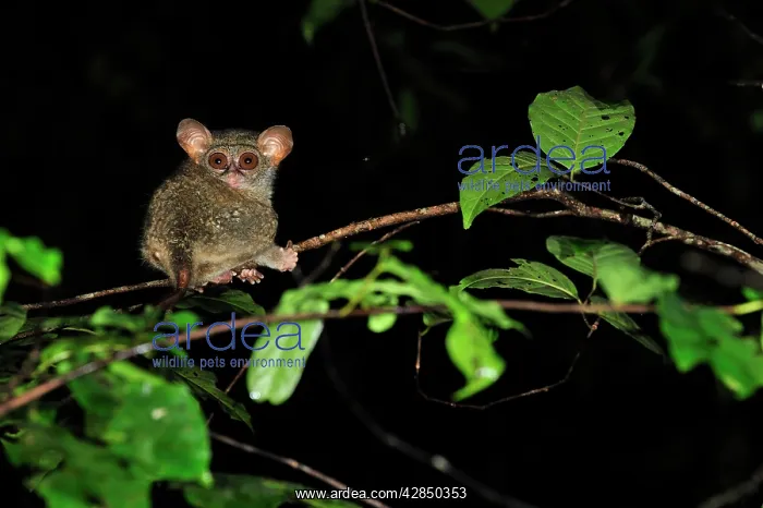 : Spectral Tarsier : Spectral Tarsier