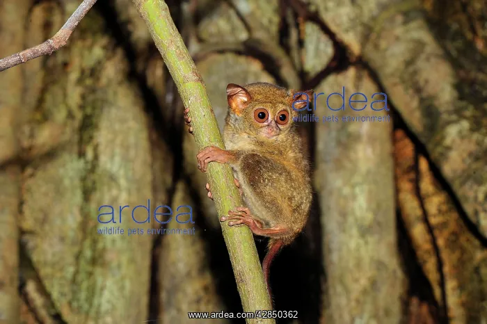 : Spectral Tarsier : Spectral Tarsier