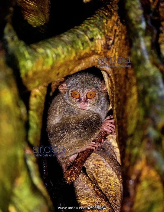 : Spectral tarsier (Tarsius tarsier) is sitting in : Spectral tarsier (Tarsius tarsier) is sitting in