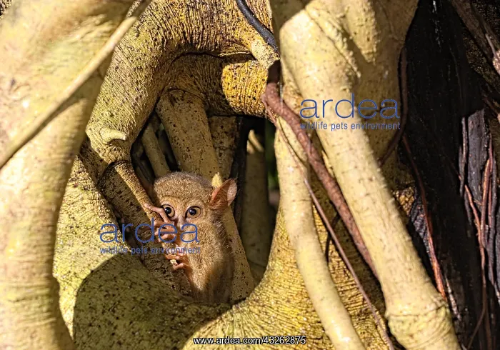 : Spectral Tarsier (Tarsius tarsier) on a tree, Tangkoko : Spectral Tarsier (Tarsius tarsier) on a tree, Tangkoko