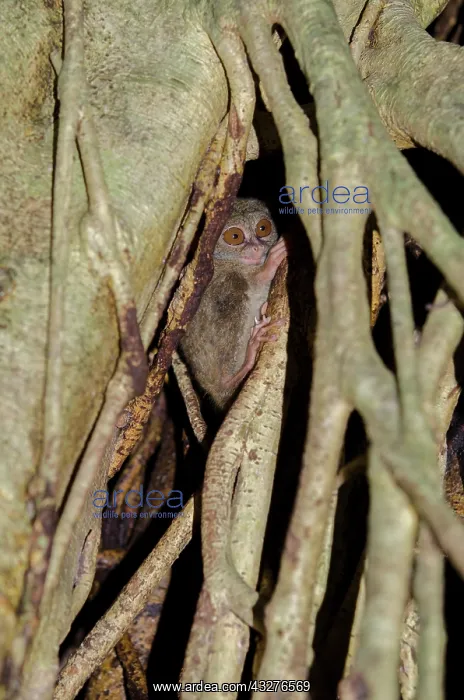: Spectral Tarsier amongst tree roots - Tangkoko National : Spectral Tarsier amongst tree roots - Tangkoko National