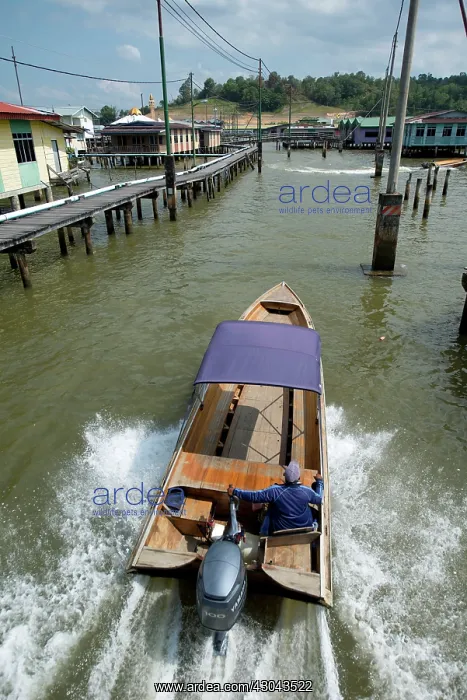 : Speedboat in Water Village Water taxi passing walkway : Speedboat in Water Village Water taxi passing walkway