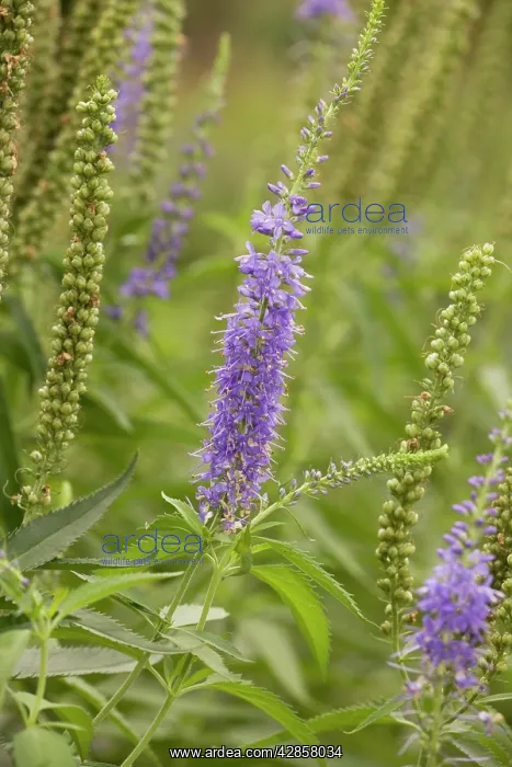 : A speedwell : A speedwell