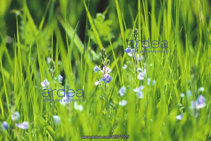 : Speedwell, Veronica persica : Speedwell, Veronica persica